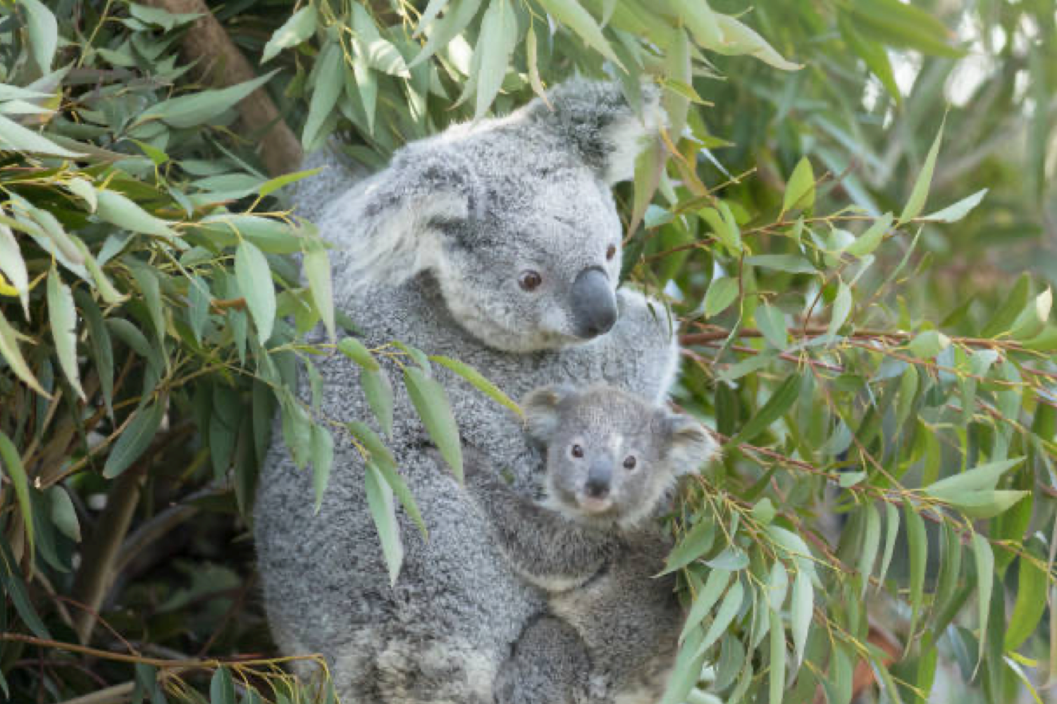 460 trees planted in Australia from our sales in December