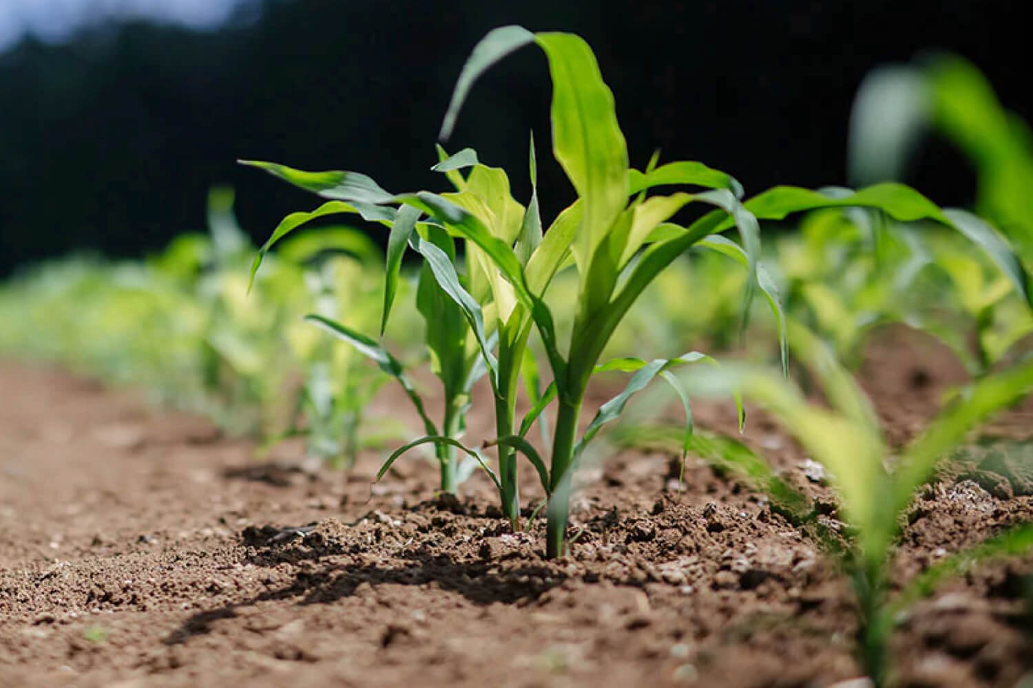 We have planted 722 trees to help restore biodiversity