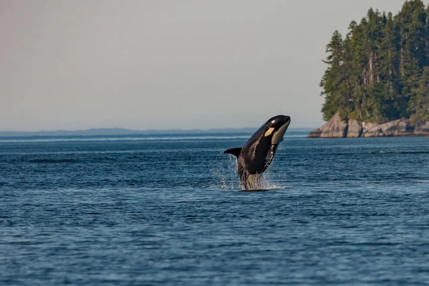 Donations: Orcas, Salmon & trees