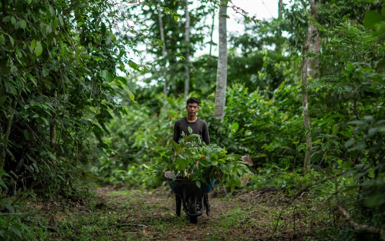 795 trees planted in the Amazon rainforest